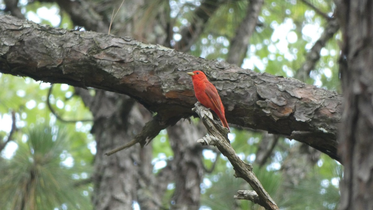 Summer Tanager - ML620781701