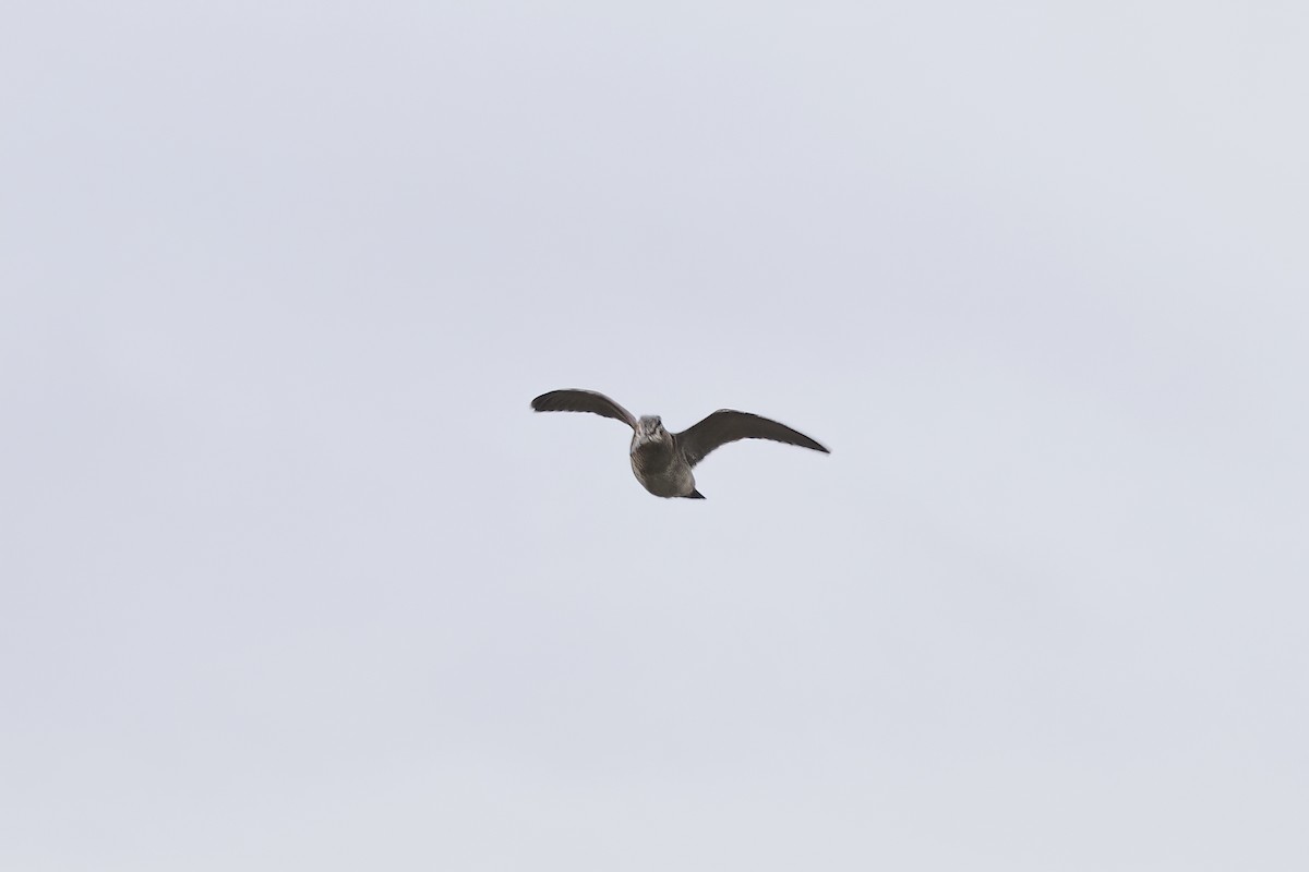 Eurasian Woodcock - ML620781702