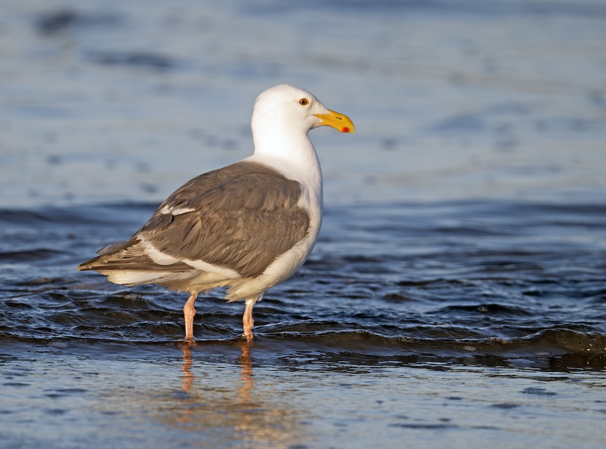 Glaucous-winged Gull - ML620781704