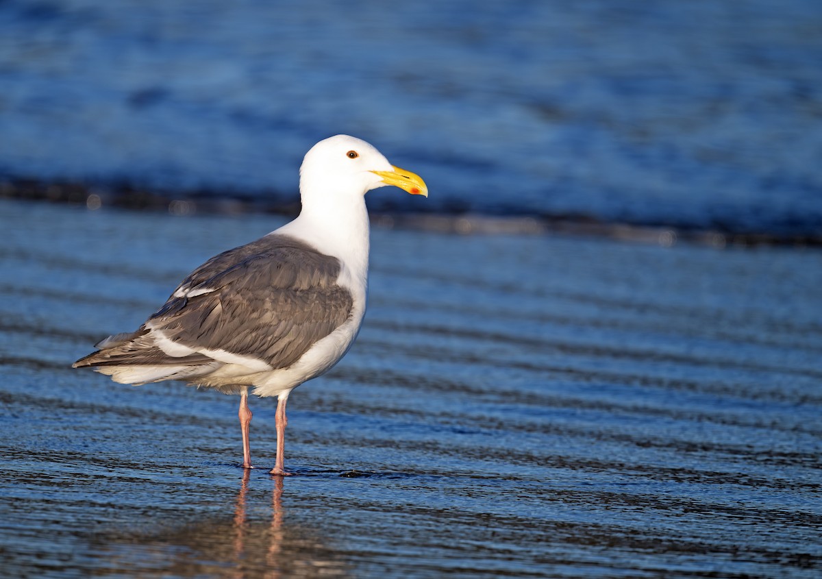 Glaucous-winged Gull - ML620781705