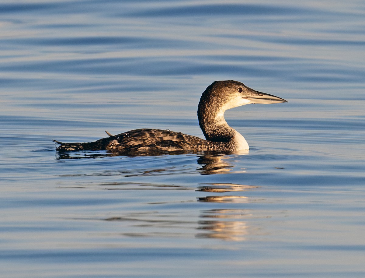 Common Loon - ML620781707