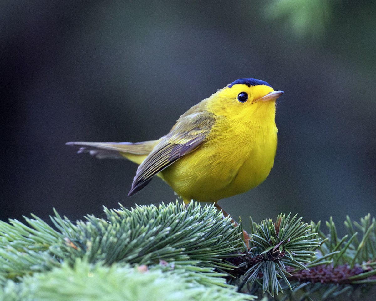 Wilson's Warbler - ML620781710