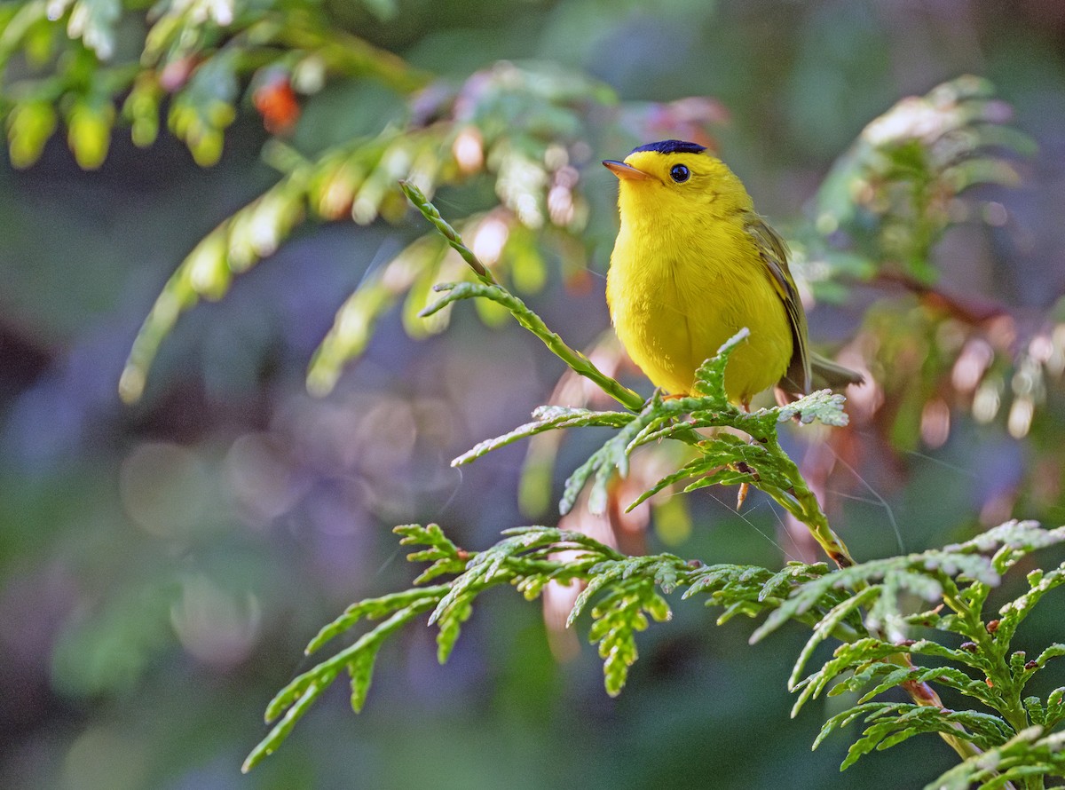 Wilson's Warbler - ML620781712