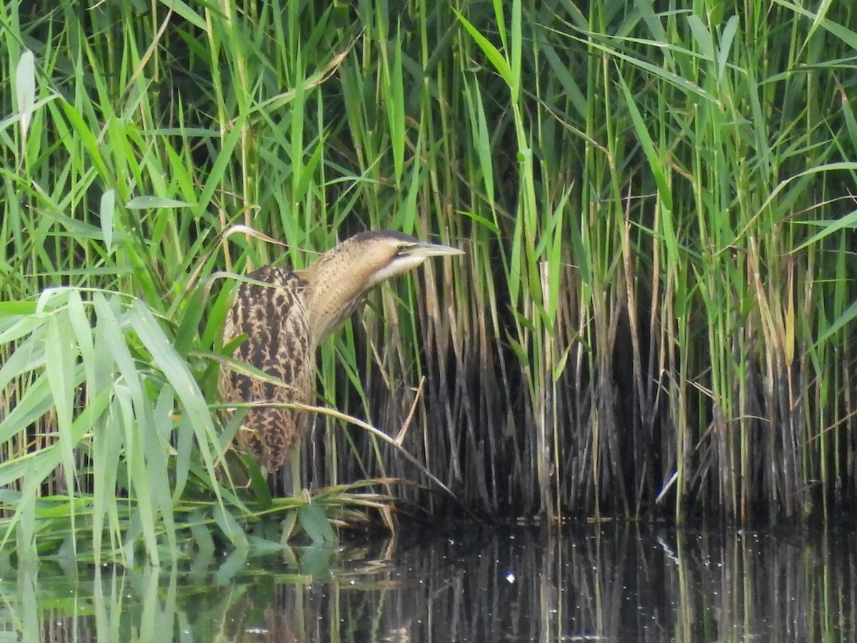 Great Bittern - Mark Smiles