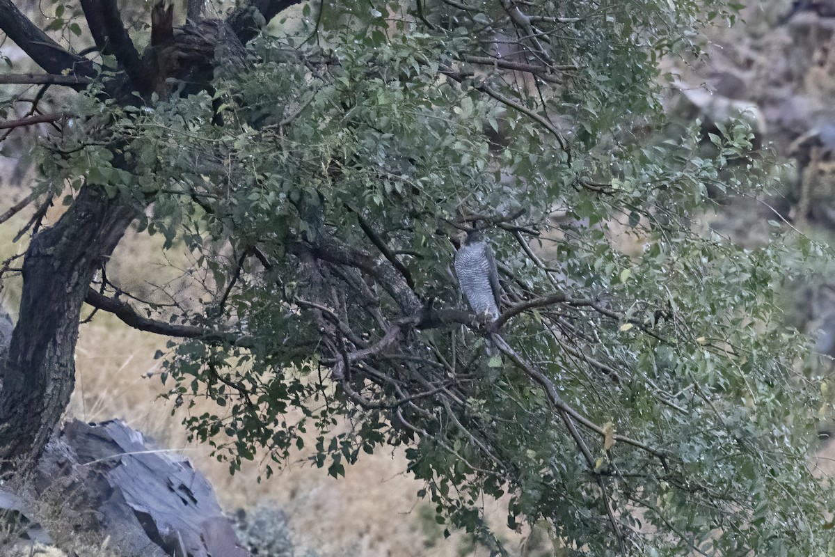 Eurasian Sparrowhawk - ML620781717