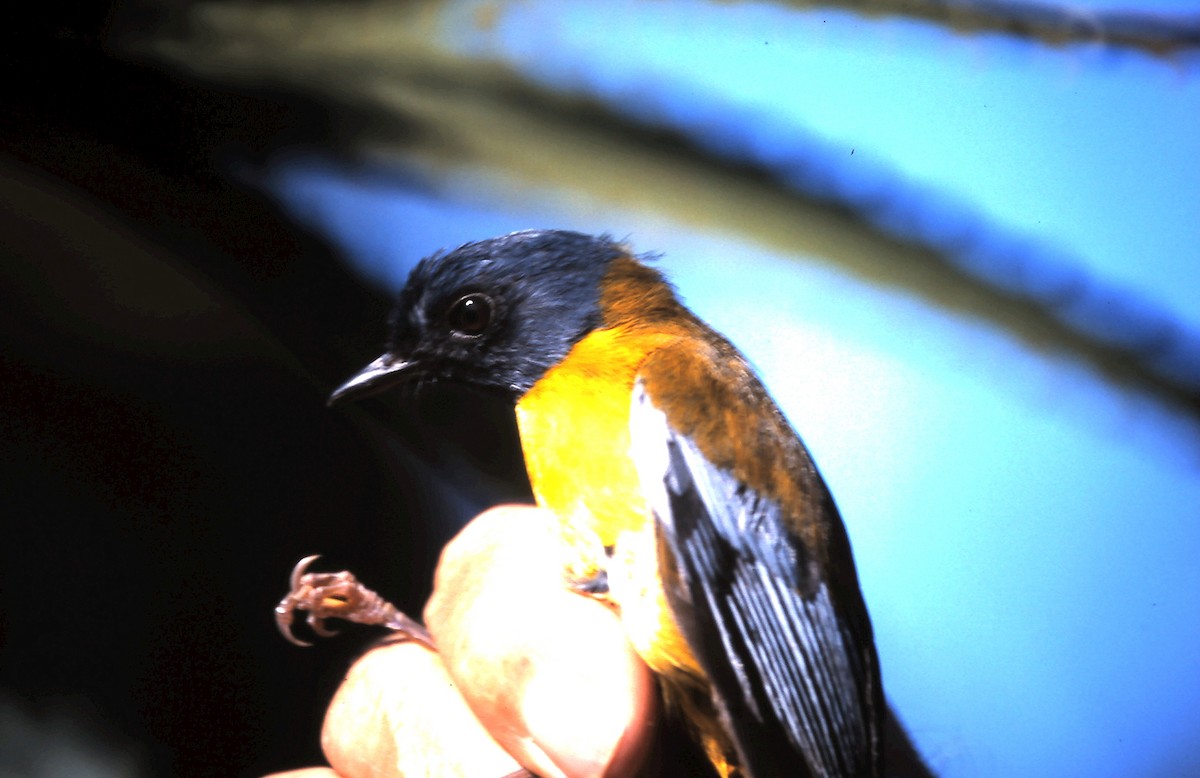 White-starred Robin - ML620781718