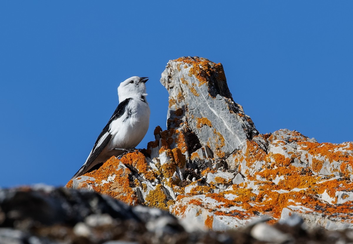 Snow Bunting - ML620781720