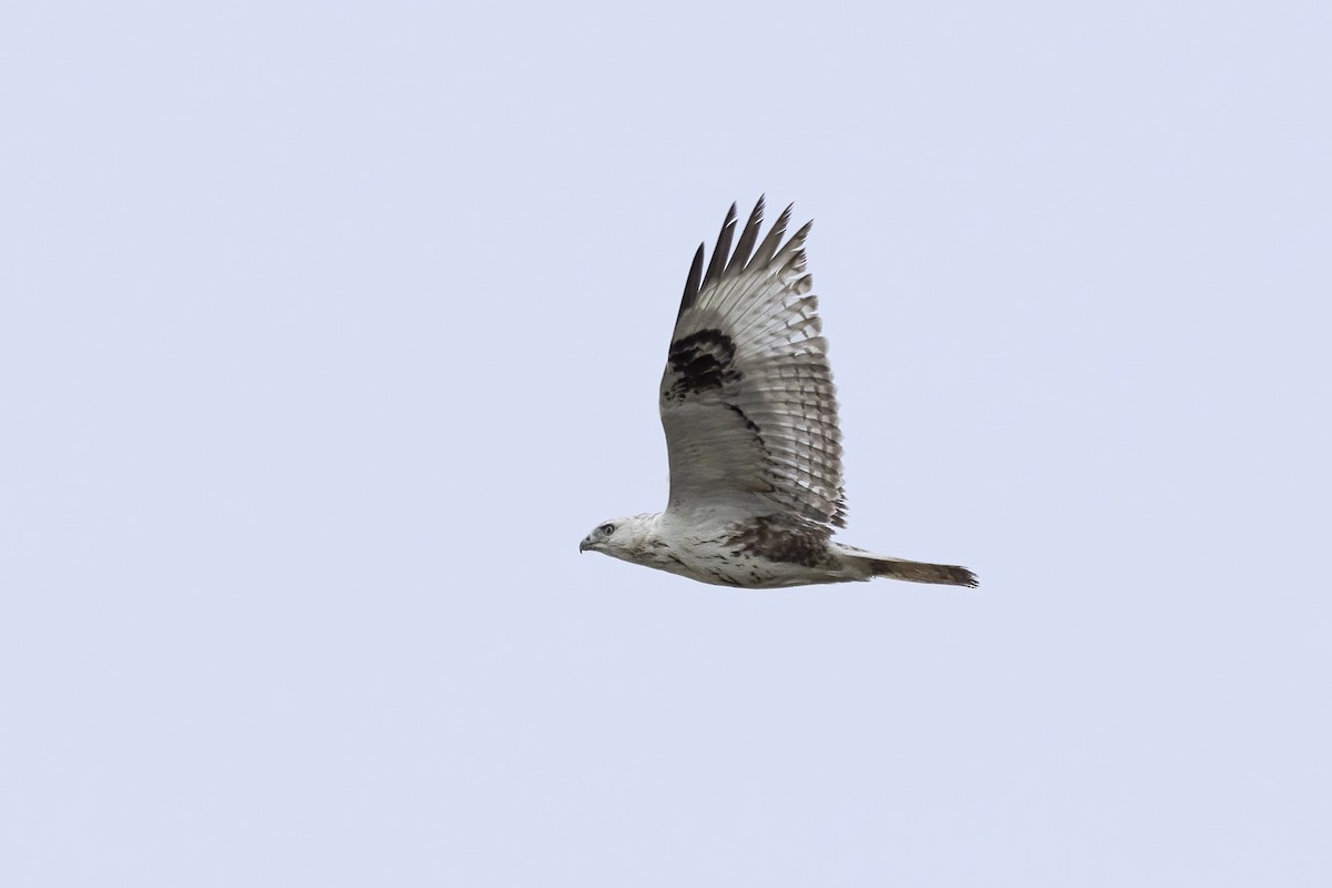 Upland Buzzard - ML620781724