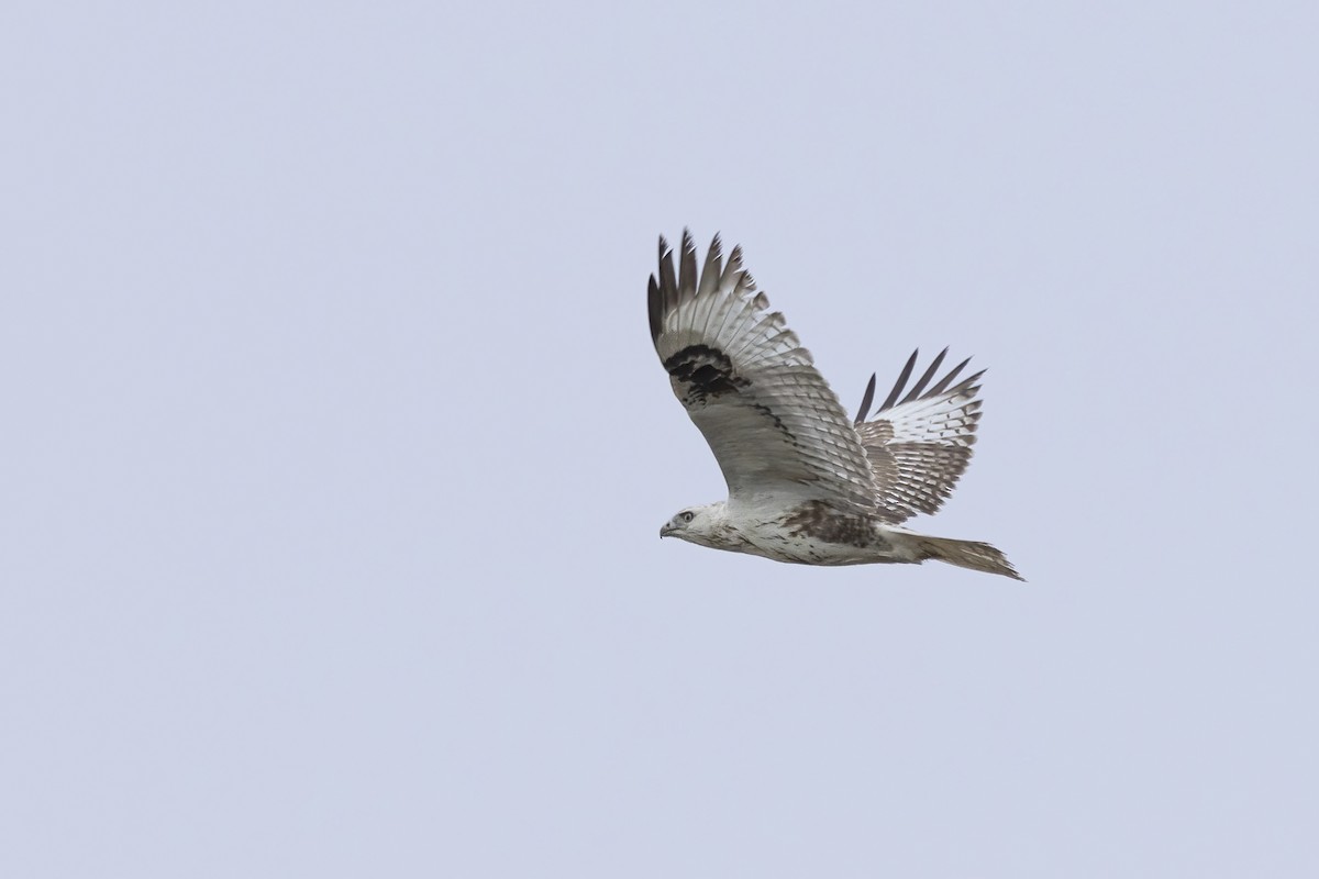 Upland Buzzard - ML620781725