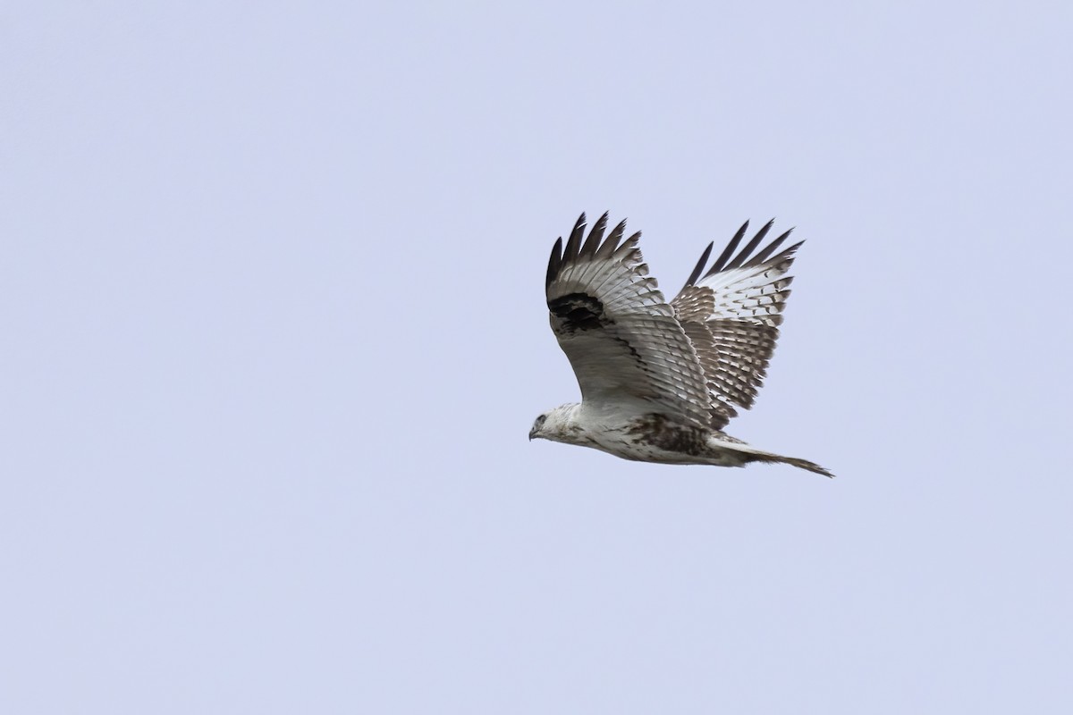 Upland Buzzard - ML620781726