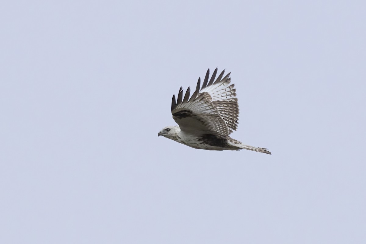 Upland Buzzard - ML620781727