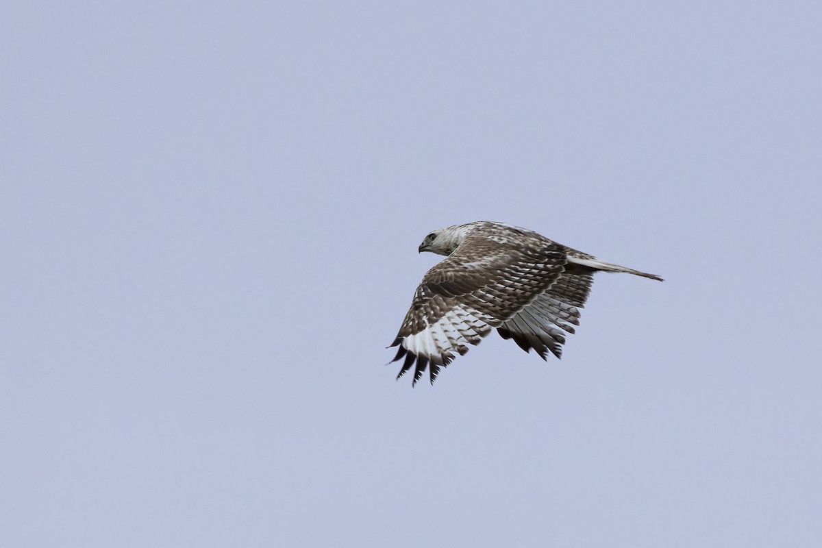 Upland Buzzard - ML620781728