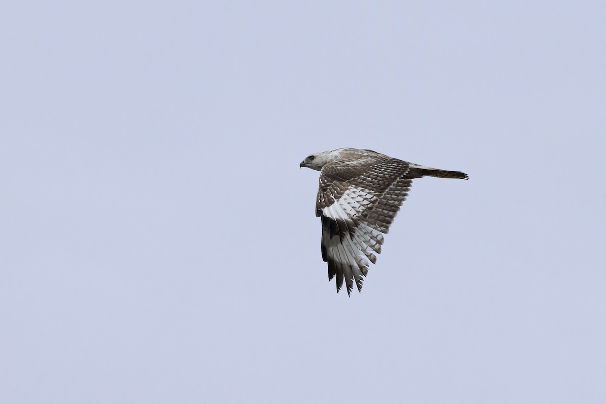 Upland Buzzard - ML620781729