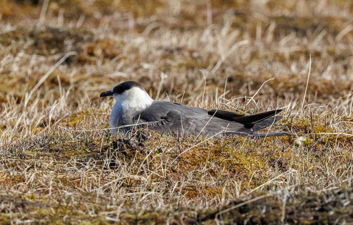 Parasitic Jaeger - ML620781734