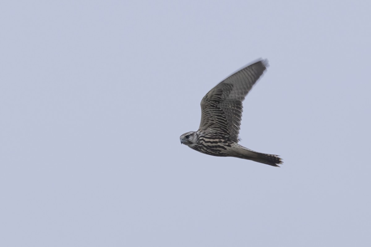 Saker Falcon - ML620781735