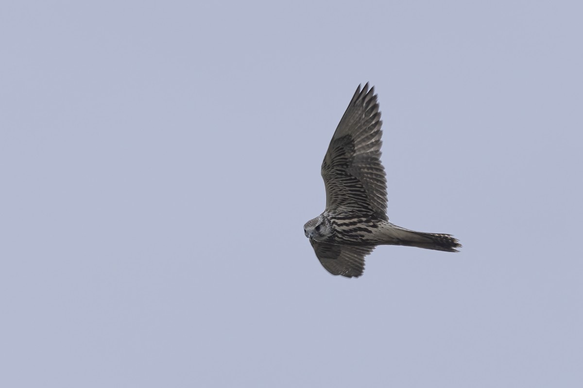 Saker Falcon - ML620781737