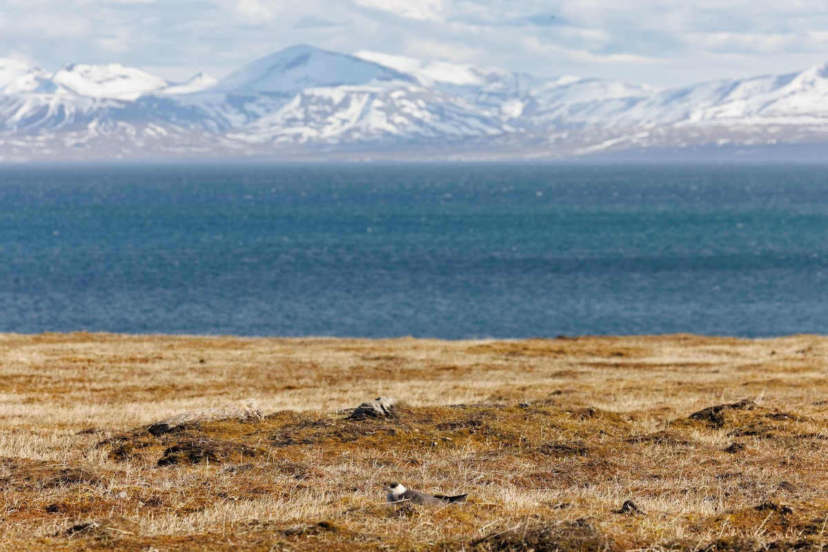 Parasitic Jaeger - ML620781740