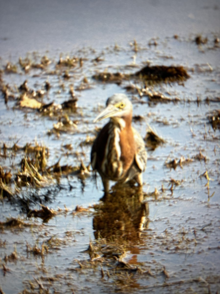 Green Heron - ML620781741