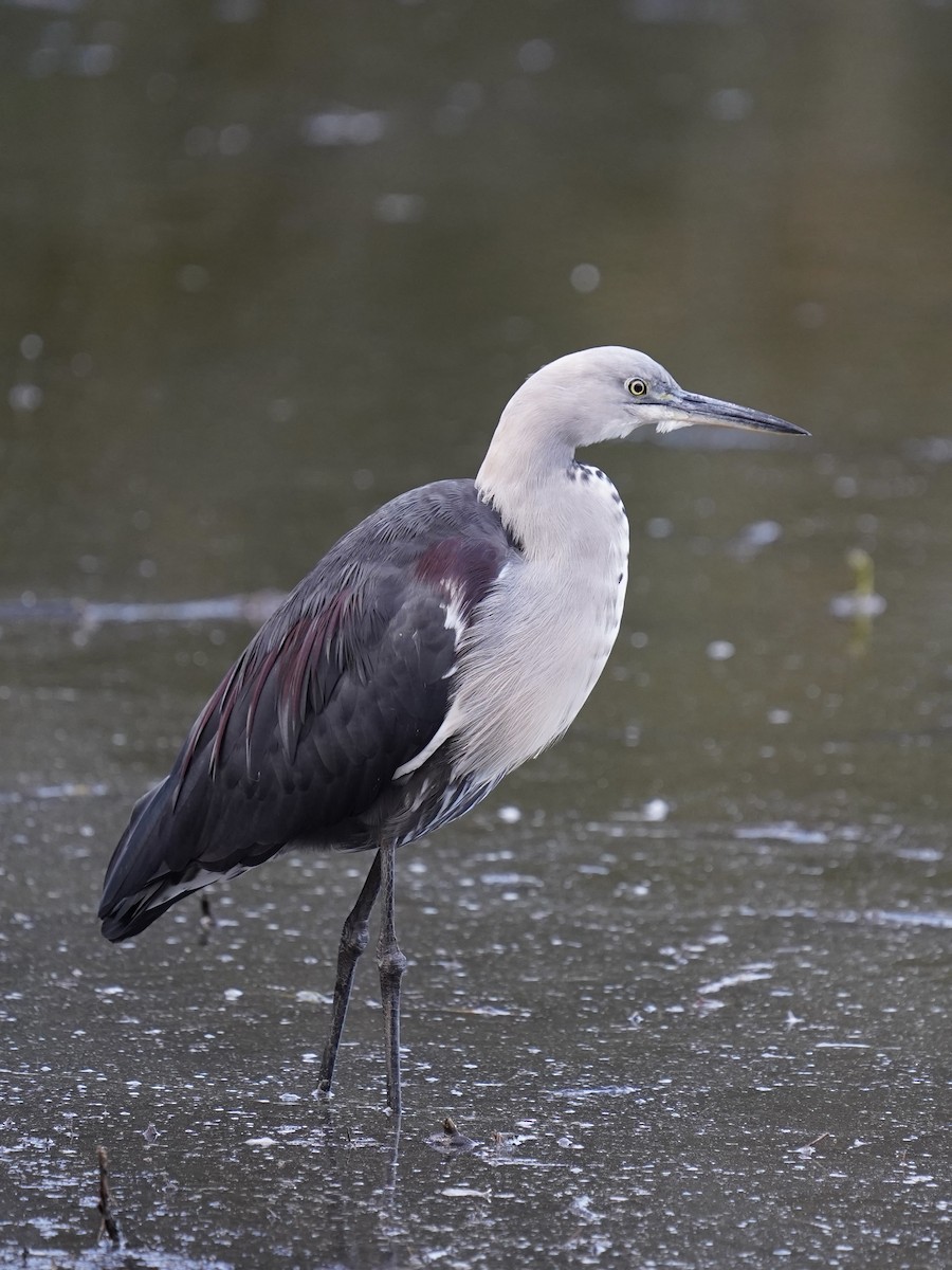 Pacific Heron - ML620781742