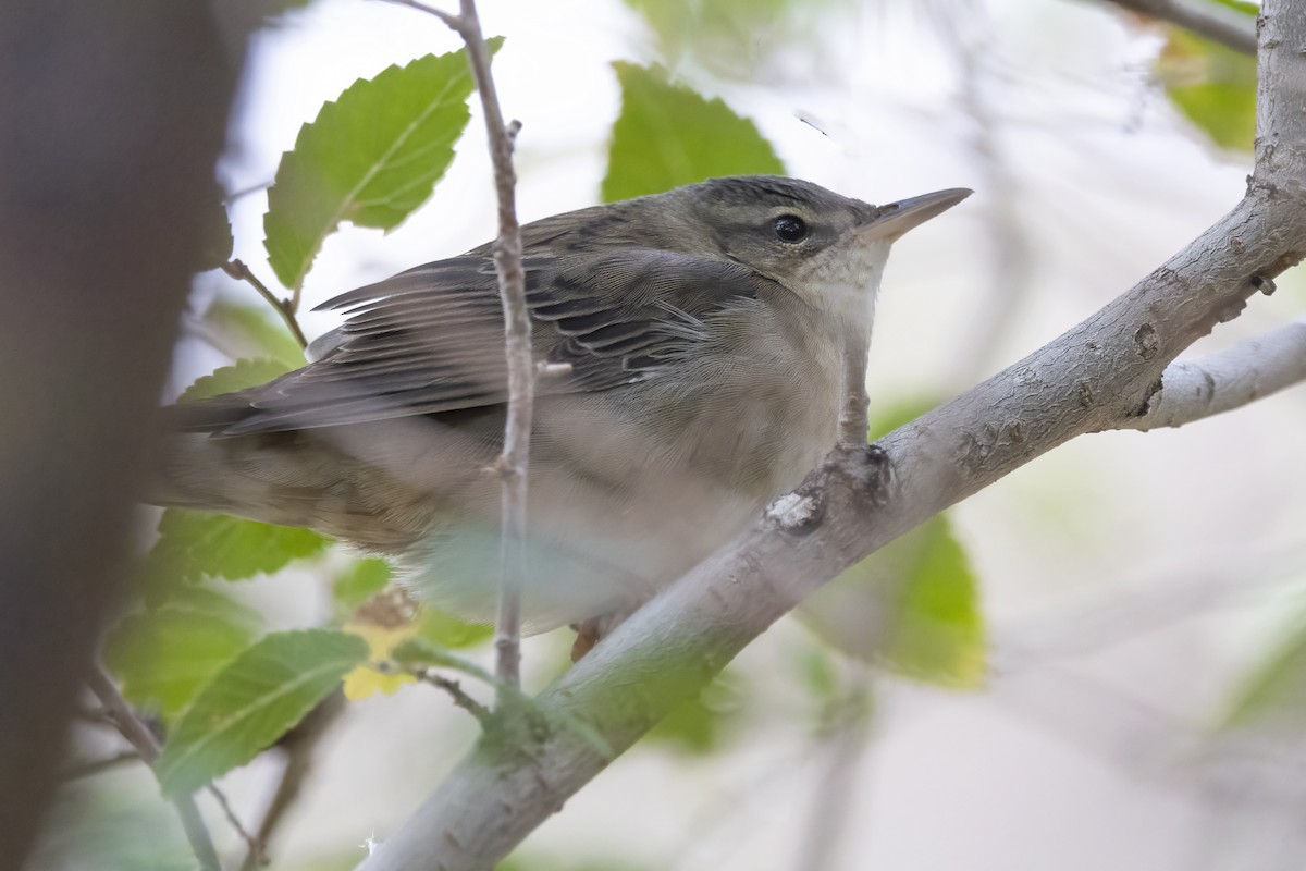 Pallas's Grasshopper Warbler - ML620781744