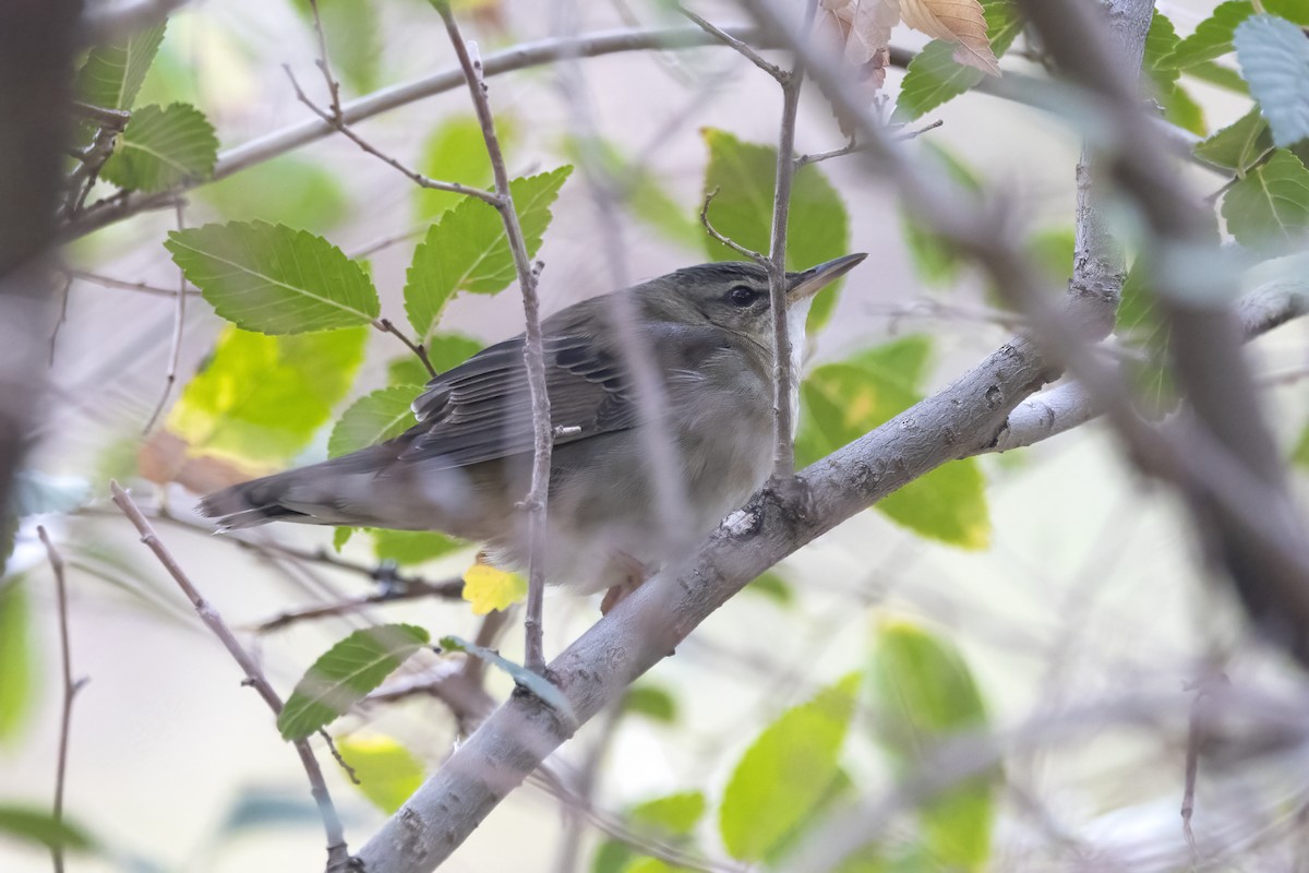 Pallas's Grasshopper Warbler - ML620781745