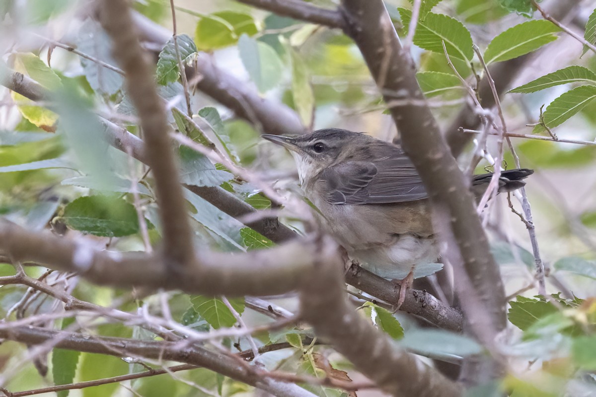 Pallas's Grasshopper Warbler - ML620781749