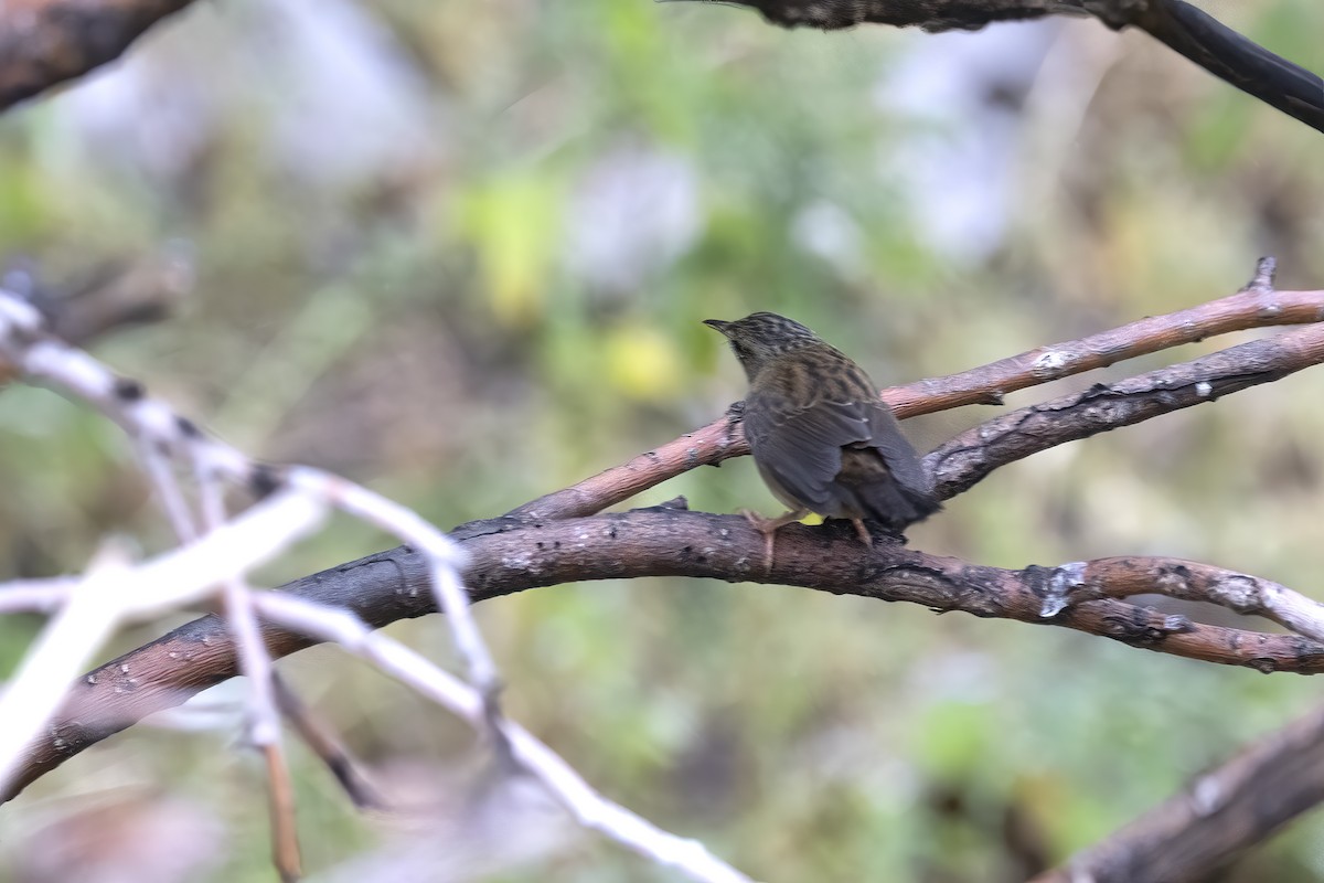 Pallas's Grasshopper Warbler - ML620781752