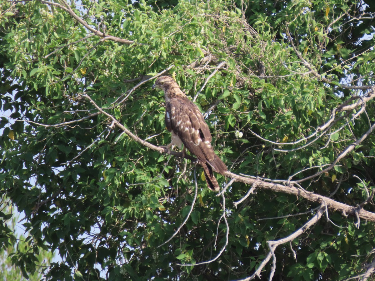 European Honey-buzzard - Gregory Askew