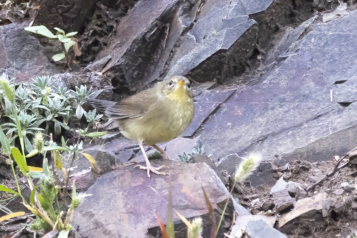 Chinese Bush Warbler - ML620781760