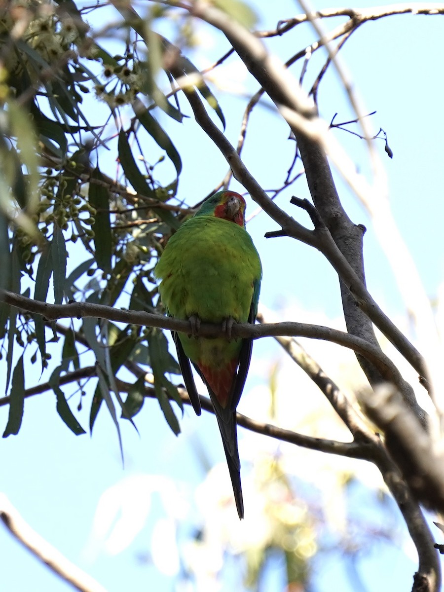 Swift Parrot - ML620781770