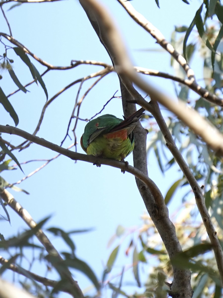 Swift Parrot - ML620781772