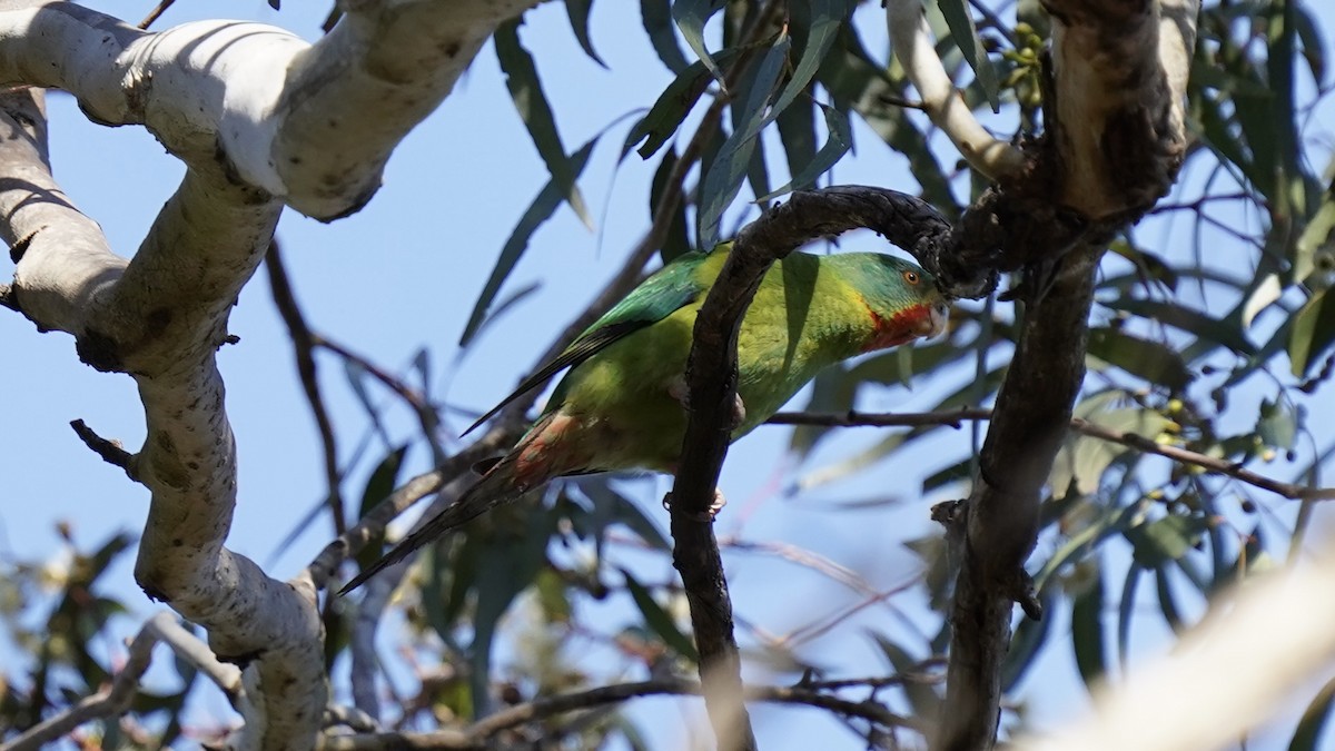 Swift Parrot - Guy Pardey