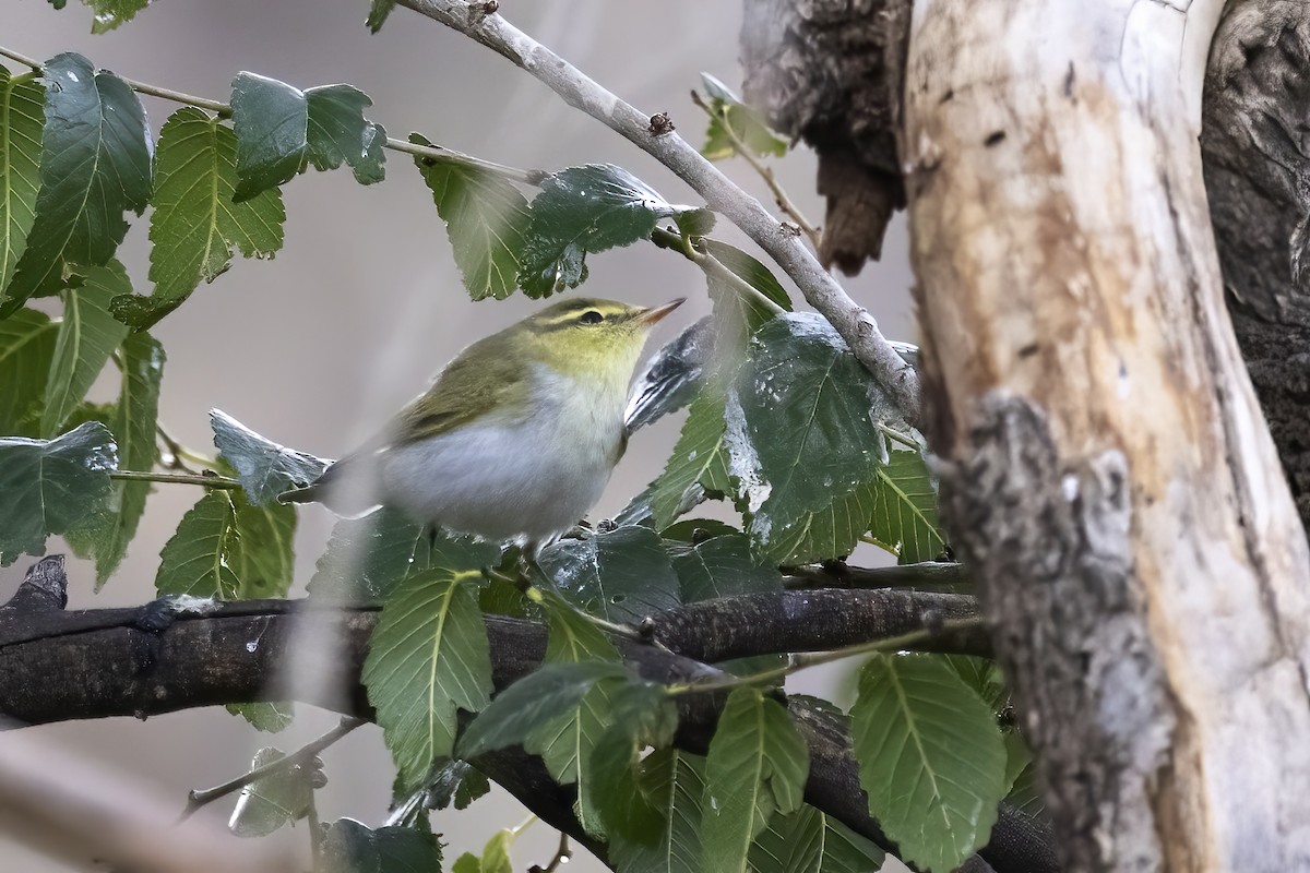 Wood Warbler - ML620781776