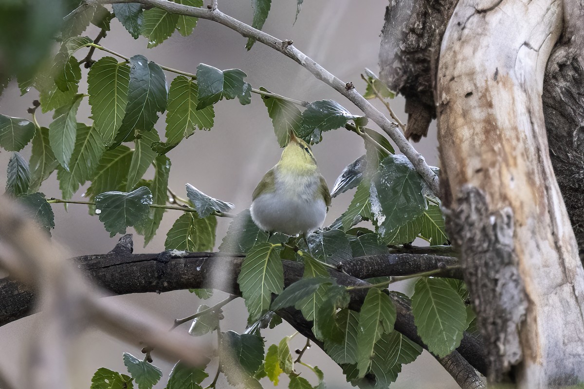 Wood Warbler - ML620781777