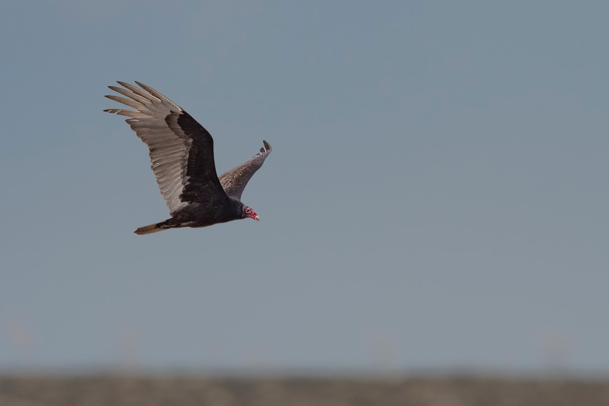 Turkey Vulture - ML620781778