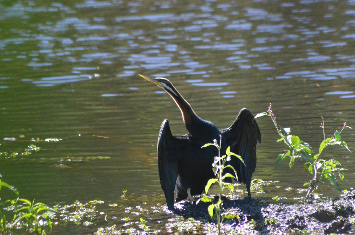 anhinga australská - ML620781796