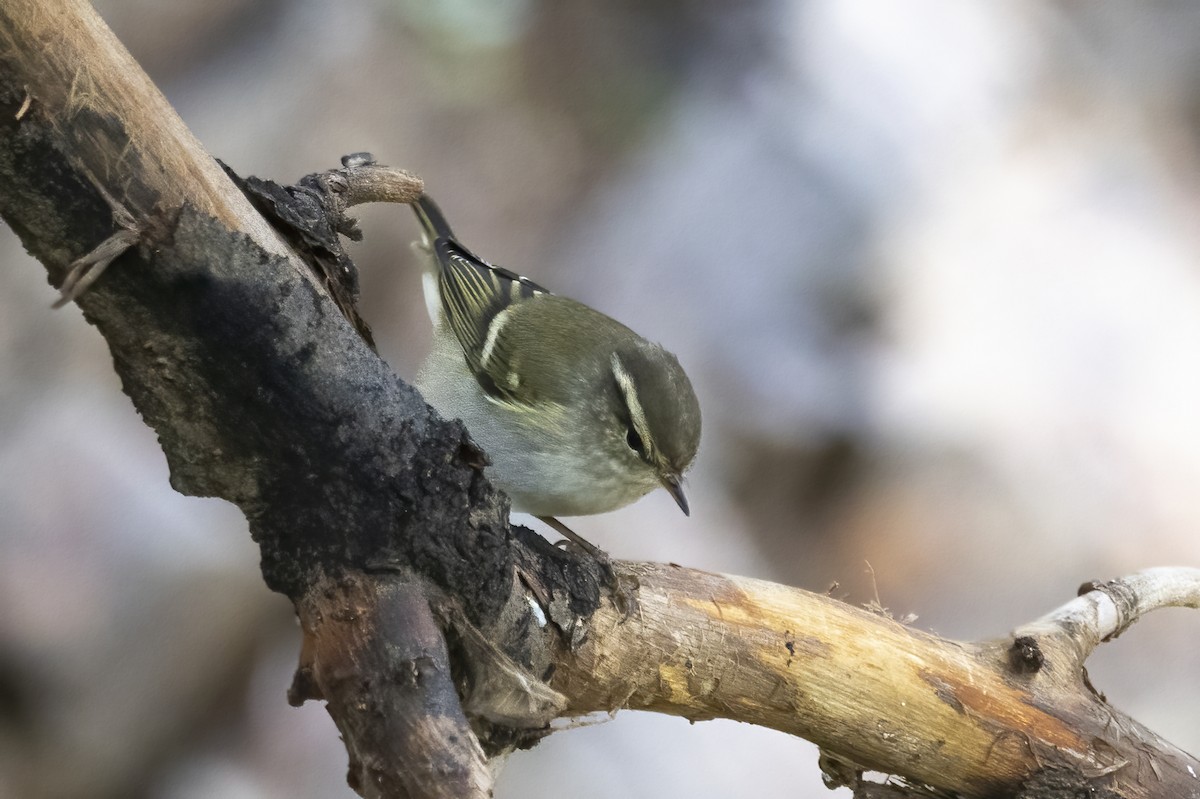 Yellow-browed Warbler - ML620781799