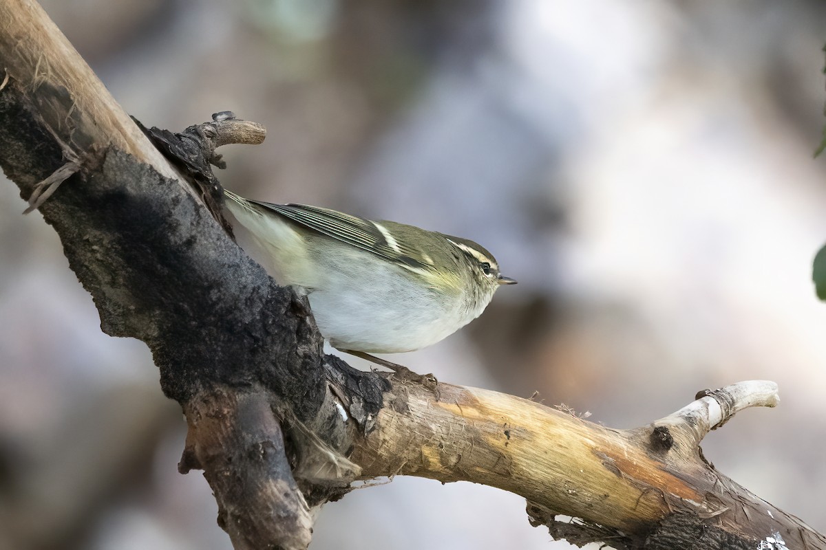 Yellow-browed Warbler - ML620781800