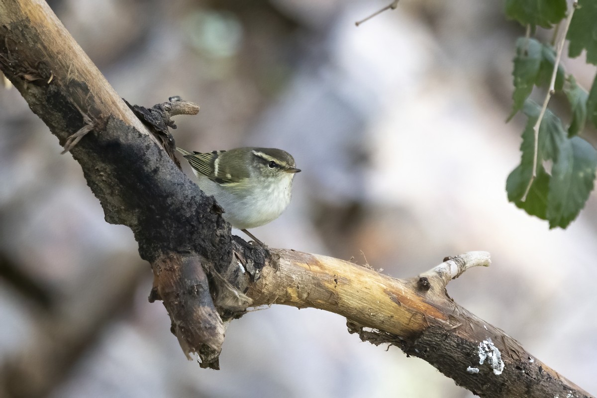 Yellow-browed Warbler - ML620781801