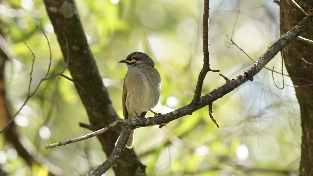 Yellow-faced Honeyeater - ML620781803