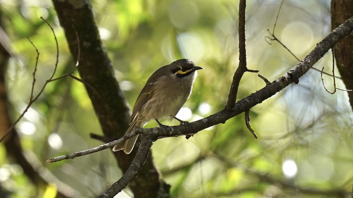 Yellow-faced Honeyeater - ML620781804