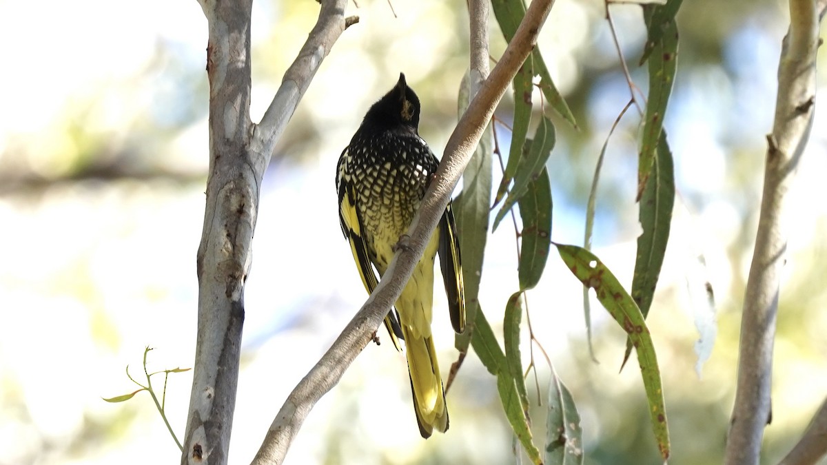 Regent Honeyeater - ML620781805