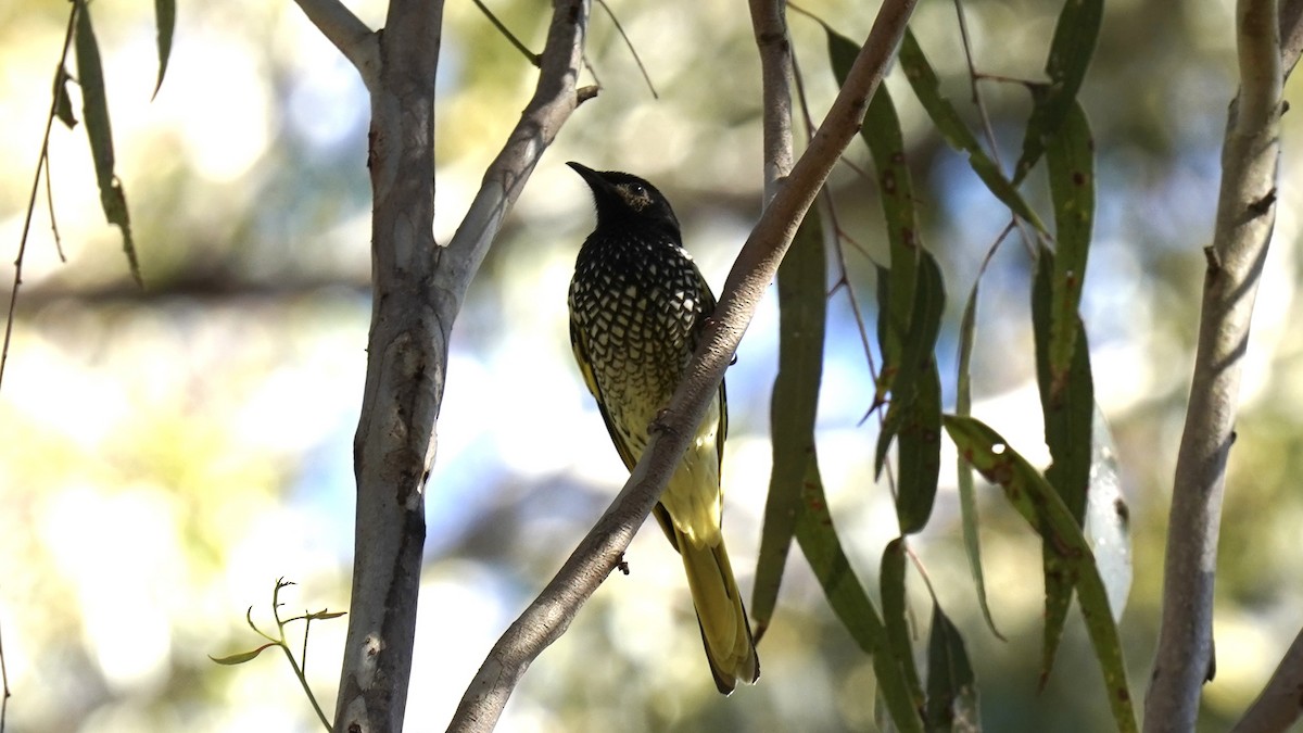 Regent Honeyeater - ML620781806