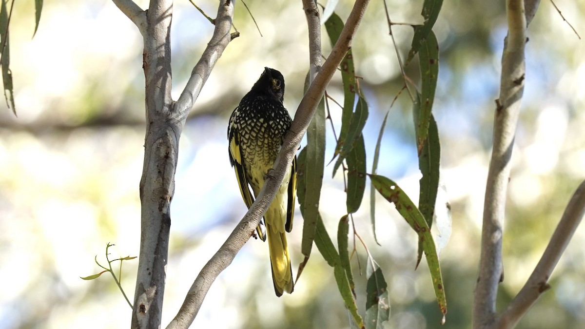 Regent Honeyeater - Guy Pardey