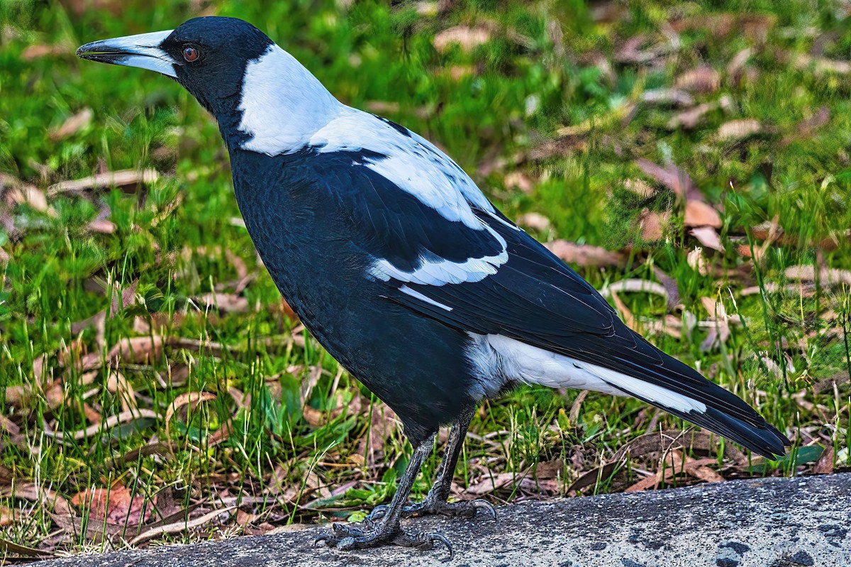 Australian Magpie (Black-backed x White-backed) - ML620781808