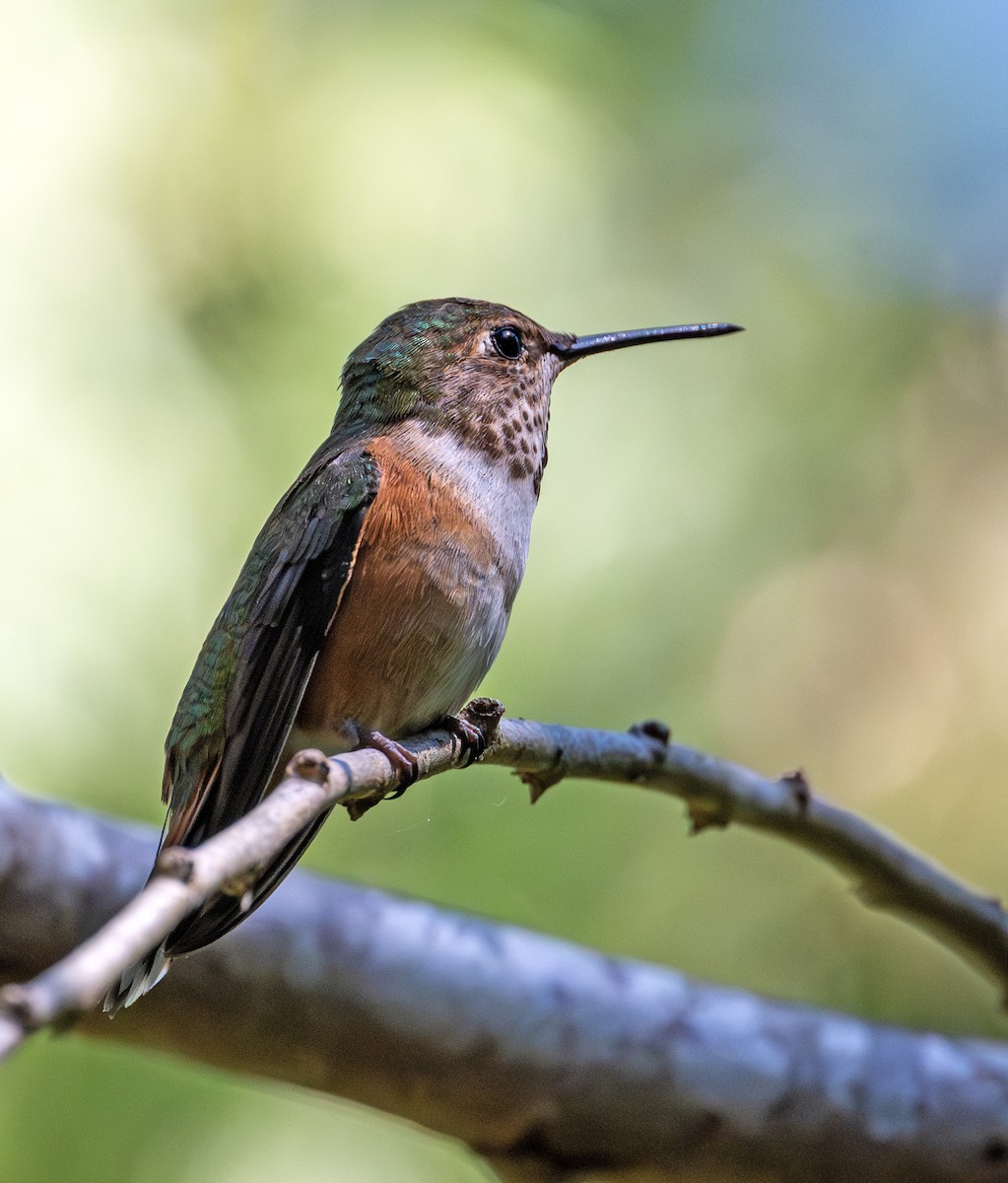 Rufous Hummingbird - ML620781813