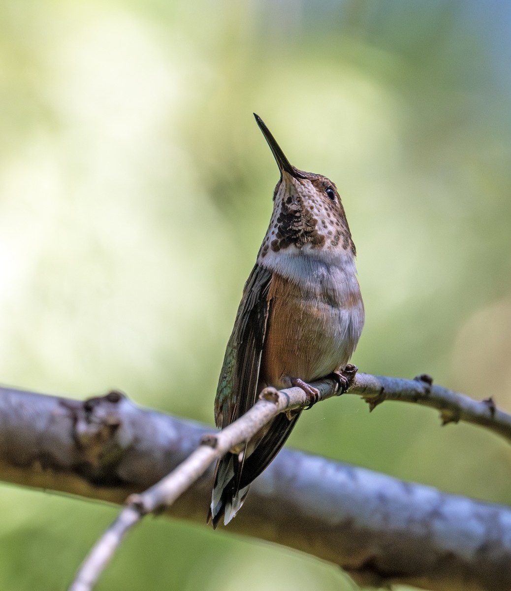 Rufous Hummingbird - ML620781814