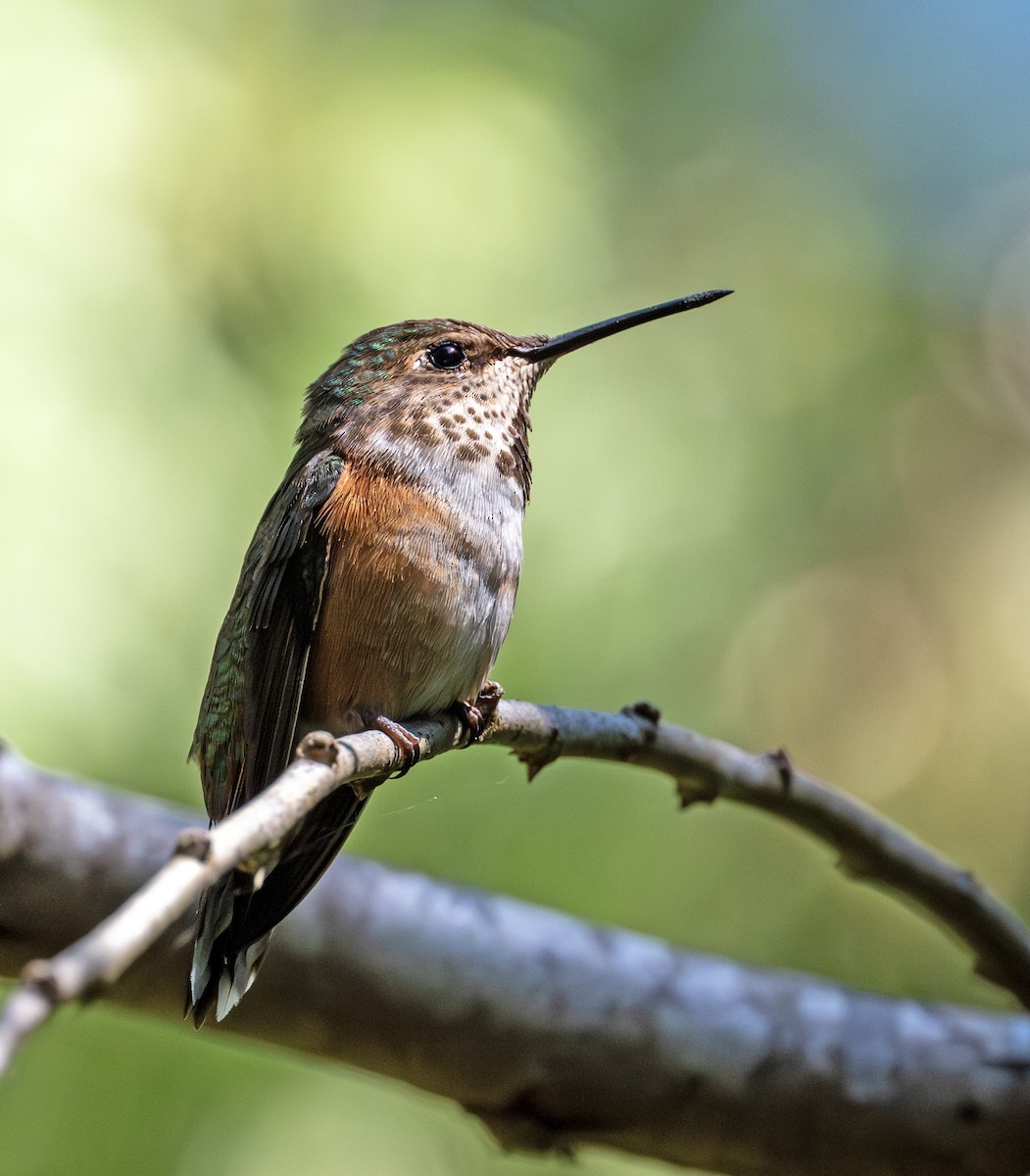 Rufous Hummingbird - ML620781815