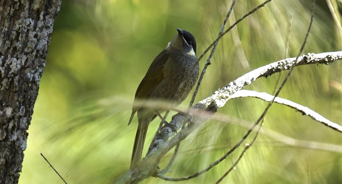 Lewin's Honeyeater - ML620781816