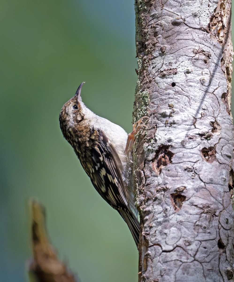 Brown Creeper - ML620781817